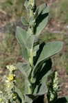 Common mullein